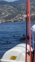 Dolphin pod spotted swimming off Funchal coast from boat