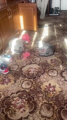 The scene shows two cats lying on a brown and floral-patterned carpet. One cat is light gray and the other is tabby gray. A ball of pink yarn sits next to each cat, and some yarn strands are strewn about. Natural light streams in, creating bright spots on the cats and the carpet. A pair of shoes is near the light gray cat. A cabinet is visible in the background. A person can be heard making a cooing sound. The tabby cat yawns.