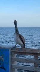 Brown pelican holds its post on a Pompano Beach pier