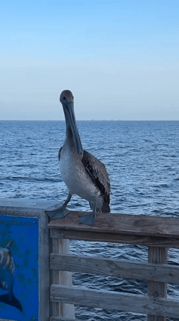 Brown pelican holds its post on a Pompano Beach pier