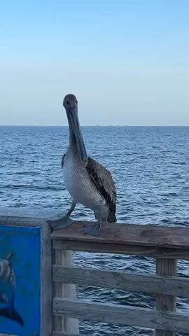 A brown pelican stands on a wooden railing of a pier. The pelican faces the camera with its long beak pointed downwards. The ocean is visible in the background with calm water and a hazy sky. A blue sign with a depiction of dolphins is mounted on the railing to the left of the pelican.