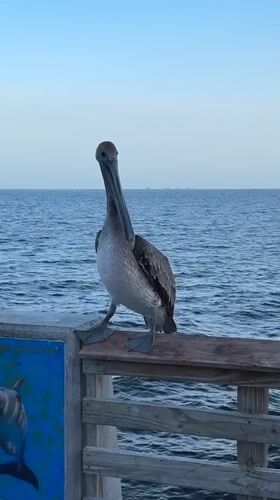 Brown pelican holds its post on a Pompano Beach pier