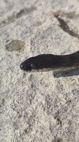 This close-up video shows the head and neck of a black snake. The snake is lying on a light-colored, rough surface, possibly stone or concrete, with some small pebbles scattered around. The lighting suggests it is daytime, with a clear, bright light casting shadows. The snake's scales are visible, and its eye, with a dark pupil and a lighter iris, is clearly discernible. The snake's tongue flicks out briefly, a common behavior for sensing its environment. The background is out of focus, but the texture of the surface is detailed. The overall impression is one of a natural encounter with wildlife in an outdoor setting. There is no visible text in the media.