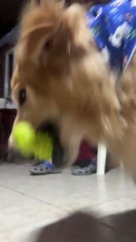 A close-up video shows a golden retriever dog playing indoors, likely in a home in Guarne, Colombia. The dog, with light brown fur and a blue and white patterned bandana around its neck, is actively chewing and shaking a bright, neon green, textured squeaky toy. The toy appears to be bone-shaped or a chew stick. The dog looks directly at the camera at times, its dark eyes visible amidst its furry face, conveying a playful and engaged demeanor.

The scene features a light-colored tiled floor. In the blurred background, a pair of feet wearing blue and white patterned sandals or crocs can be seen, along with what looks like the leg of a red stool or chair. Throughout the video, a person's voice can be heard in the background speaking, with phrases like "11 para ti ahora" (11 for you now) audible, suggesting a conversation is taking place nearby. The lighting indicates an indoor setting, but the specific time of day is not discernible.