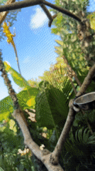 Iguana care activities documented at Ungasan reptile facility