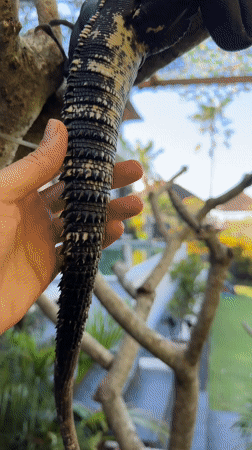 Iguana care activities documented at Ungasan reptile facility