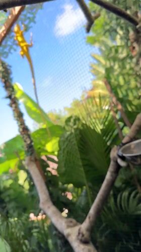 Iguana care activities documented at Ungasan reptile facility