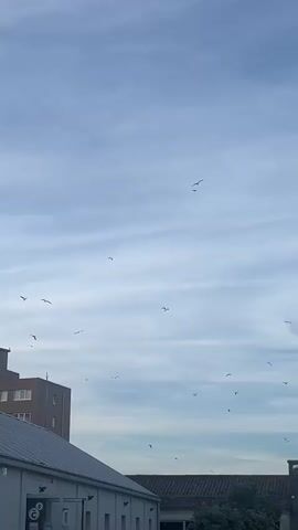 The video shows a wide shot of a cloudy sky with many seagulls flying. The buildings are visible in the lower part of the video. The sky is light blue with white, wispy clouds. The seagulls are scattered throughout the sky, some flying in groups and others individually. The buildings are modern and appear to be commercial or industrial. There is a sense of movement and life in the sky, with the birds constantly shifting and changing direction.