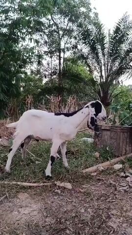 A white goat with black markings on its head and legs stands in a grassy area with dirt and debris scattered around it. Trees and foliage are visible in the background. The goat lowers its head and appears to be nudging a stick on the ground.