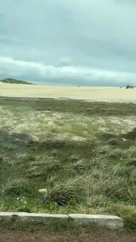 The video begins with a close-up of a white vehicle's window, obscuring the view of the outside. The scene then transitions to an outdoor landscape featuring a sandy beach in the background under a cloudy sky. In the foreground, there is a grassy field with scattered patches of vegetation. Several dark-colored animals, appearing to be cattle, are visible grazing in the field. A thin fence runs horizontally across the middle ground. The camera pans slightly, revealing more of the expansive sandy dunes and the open sky. The overall impression is of a rural or coastal environment with grazing livestock.
