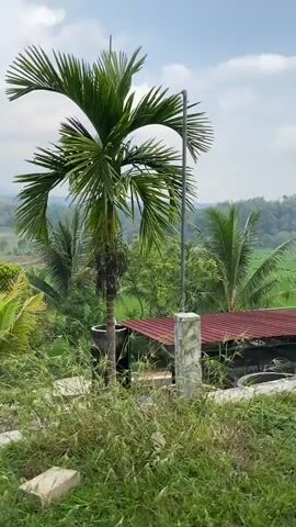 The video pans across a lush green landscape with rice paddies and mountains in the distance. The foreground features a thatched-roof structure, palm trees, and vegetation. As the camera moves, it reveals a dirt path, a street lamp, bags of produce, and a bench. Further on, a wooden balcony with tables and chairs overlooks the scenic view, with a motorcycle parked nearby. The sky is partly cloudy.