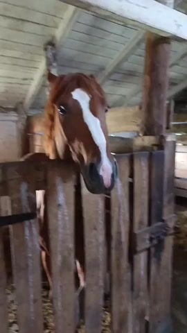 A brown horse with a white blaze on its face is visible in a wooden stable. The horse is looking towards the camera, with its head over a wooden fence. The stable has a wooden ceiling and support beams. The ground is covered in what appears to be straw or hay. The video is shaky, suggesting it was filmed by someone holding the camera.