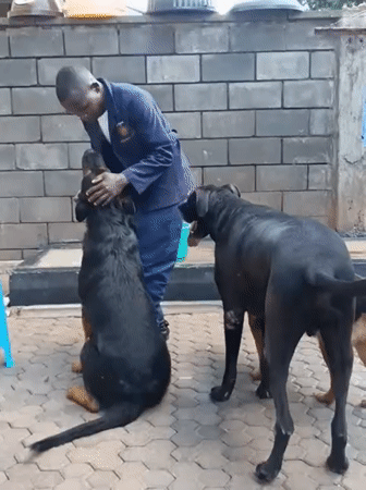 Man tends to dogs at Nairobi facility