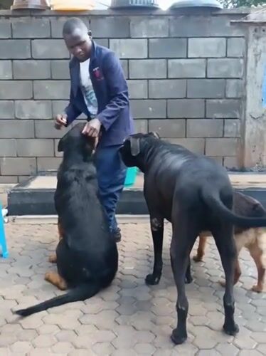 Man tends to dogs at Nairobi facility