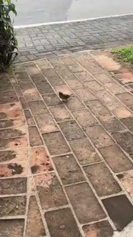 A small brown bird stands on a brick walkway. The bird is facing right. The walkway has an orange-brown hue and is made of rectangular bricks laid in a horizontal pattern. In the background, an asphalt road stretches horizontally, composed of gray rectangular blocks. A green bush is situated to the left of the walkway. The scene is captured under cloudy lighting conditions.