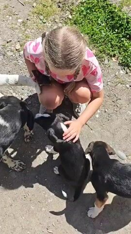 A young girl in a pink shirt kneels outdoors, holding a black phone and petting two small black-and-white puppies. Another puppy with white and brown spots is visible to her left. The ground is dirt and gravel. In the background, there's green grass, trees, and a large white building with a dark roof and balconies under a clear blue sky.
