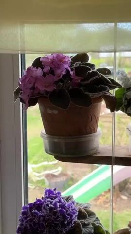 The video shows potted African violet plants on a two-tier shelf in front of a window. The violets are in various shades of purple, pink, and white, and are potted in terracotta and plastic pots. Outside the window, there is a green lawn, trees, and some playground equipment. The camera pans slightly upward, revealing more plants on the shelf. There is sound in the background that sounds like speech.