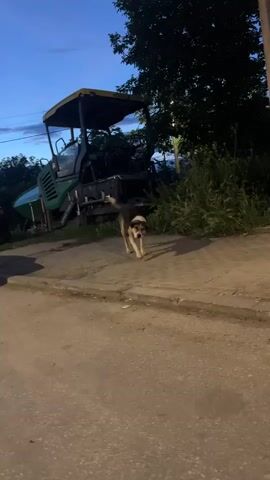 The video, filmed in Ivailo, Bulgaria, captures an interaction with a dog during the evening. The sky is a deep twilight blue, indicating dusk or early evening.

A medium-sized dog, with a coat primarily brown and white, accented with black markings, is the central subject. It is seen walking towards the camera on a paved surface next to a road. In the background, a large green and yellow asphalt paver is parked, with "VÖGELE SUPER 1900-3i" partially visible on its side. Trees and parked cars line the street.

As the dog approaches, it looks directly at the camera, its ears slightly back, conveying a sense of curiosity. A dark grey car, possibly an Alfa Romeo, is parked in the background with a visible Bulgarian license plate "PA 5285 BA."

At the 0:03 mark, a person's hand enters the frame and gently pets the dog on its neck and under its chin. The dog responds positively, leaning into the touch and appearing comfortable and friendly throughout the interaction.