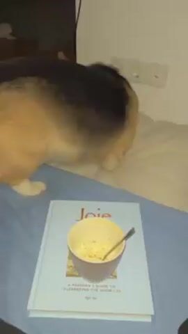 A medium shot depicts a Corgi dog on a bed, sniffing around a pillow. In the foreground, a book titled "Joie" with a cup and spoon on top sits on the blue bedspread. The room is dimly lit, with a white wall and electrical outlets visible. The dog alternates between sniffing the pillow and looking around.
