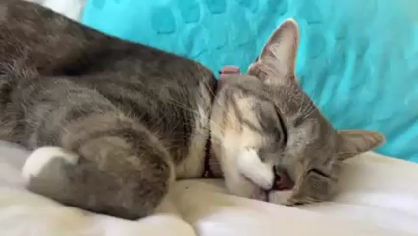A grey tabby cat with a white chin and white toes, wearing a copper-colored collar with a heart-shaped charm and bells, is sleeping on a white sheet with a textured blue pillow in the background. The cat opens its eyes and looks around.