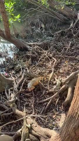 Several iguanas are seen resting and moving slowly on a dense network of exposed tree roots in a sunny, outdoor environment. One prominent iguana in the center is yellowish-orange with distinct black bands on its tail and a lighter-colored head. Other iguanas are predominantly green, blending with the foliage. In the background, murky water is visible, with more tree roots and branches extending into it. A bird, possibly a heron, stands in the water among the roots. Some scattered debris and plastic litter are visible on the roots.