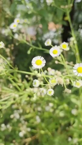 A close-up, handheld shot focuses on small white and yellow wildflowers with green stems and leaves in the background. The flowers are in various stages of bloom, with some fully open and others in bud. The background is blurred, suggesting a shallow depth of field. The lighting appears to be natural daylight, with some sunlight dappling through the leaves.