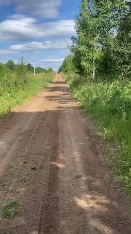 A dog is walking on a dirt road. The dog is light brown and appears to be a medium-sized breed. The road is surrounded by green grass and trees on both sides. The sky is blue with some white clouds. The camera is following the dog from behind.