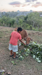 Feeding a cow and playing outdoors in Kuta Selatan