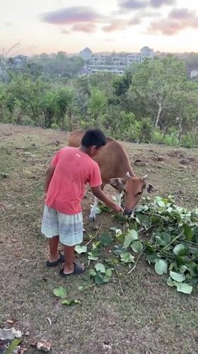Feeding a cow and playing outdoors in Kuta Selatan