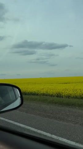The video captures a view from the passenger side of a moving car, looking out at a vast field of bright yellow flowers, likely rapeseed or canola. The car appears to be traveling on a rural road or highway, with a dirt or gravel shoulder separating the road from the field.

The sky is largely overcast with significant grey clouds, but the overall lighting suggests it is daytime. In the reflection of the car's side mirror, a partial view of the car's interior or the person filming can be seen.

Around the 0:02-second mark, a road sign becomes visible next to the road. The sign has text in Cyrillic, with the top word appearing to be "ВНИМАНИЕ!" (meaning "ATTENTION!" or "WARNING!"), and an exclamation mark triangle warning symbol. Below the text, there seems to be a distance indication, possibly "10м" (10 meters).

The scene conveys a sense of open spaces and agricultural landscapes, characteristic of rural areas. The uniform yellow of the field dominates the mid-ground, extending to the horizon under the wide sky. The car continues to move past the extensive field throughout the clip.