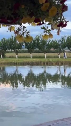 A peaceful outdoor scene unfolds featuring a calm body of water with clear reflections of the trees and sky. In the mid-ground, two people are seen walking along the grassy bank, beyond which a neat row of trees with white-painted trunks extends. Further back, a green field stretches towards the horizon under a cloudy, late afternoon or early evening sky. In the immediate foreground, hanging baskets filled with vibrant yellow and red flowers partially frame the top of the video. The sounds of human conversation in what appears to be Bulgarian can be heard in the background. The location is Doganovo, Bulgaria.