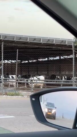 The video is taken from inside a moving car, looking out the passenger side window. The focus is on a large structure housing black and white cows behind a chain-link fence. The structure has a metal roof supported by metal beams. The ground inside the enclosure appears to be a mix of dirt and gravel. The camera pans slightly to the left as the car moves forward. In the side view mirror of the car, the headlights of another car are visible behind it. The video ends with a blur of green foliage as the car passes by trees. The sky is overcast, suggesting either dawn or dusk.