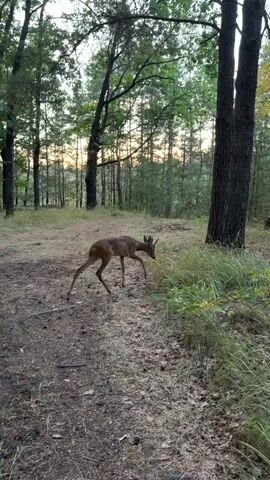A young deer with short antlers walks across a dirt path in a forest. The deer is brown with a white patch on its chest and under its tail. It has long, slender legs and a slender body. The deer is walking from left to right in the frame, and it is looking down at the ground. The forest is filled with tall trees, and the ground is covered with leaves and pine needles. The sun is setting, and the light is golden. The deer appears to be alone and is not interacting with anything or anyone.