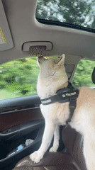 Harnessed dog sits upright in passenger seat, Wattrelos France