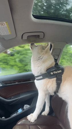 Harnessed dog sits upright in passenger seat, Wattrelos France