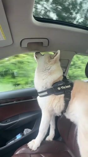 Harnessed dog sits upright in passenger seat, Wattrelos France