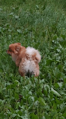 Dog explores garden while cat watches through a window screen