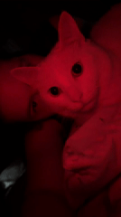 White cat observed under red lighting in Tokkari bedroom