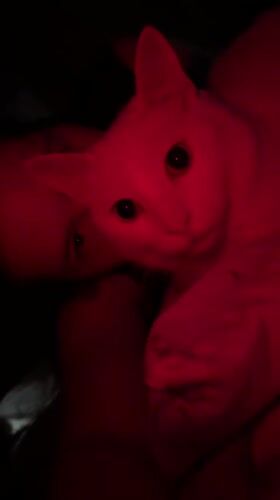 White cat observed under red lighting in Tokkari bedroom