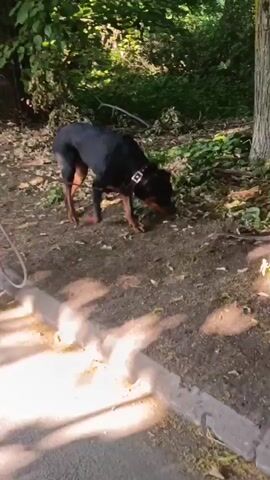 The video captures a dog on a leash, sniffing the ground. The dog appears to be a medium-sized breed with black and tan markings. It is wearing a red collar. The environment is outdoors, with a dirt path and trees visible in the background. Sunlight filters through the leaves, creating dappled shadows on the ground. The camera movement is slightly unsteady, suggesting it is being held by someone walking.