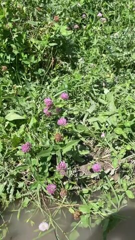 A close-up shot of pink clover flowers and green leaves growing along the edge of a body of water. The camera is positioned low to the ground, looking across the plants and water. The sun is shining, casting shadows on the scene. The video is static, with no movement.