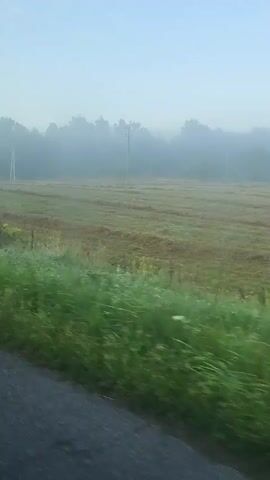 This is a first-person perspective video taken from a vehicle moving along a rural road. The scene is a misty morning with a clear blue sky. In the foreground, tall green grass blows in the wind, and a portion of the road surface is visible. Beyond the grass, there is a field that appears to have been recently harvested, with rows of cut grass or hay visible. Further in the distance, a line of trees forms a dark silhouette against the hazy sky. There are a few utility poles visible in the field. The overall atmosphere is serene and rural.