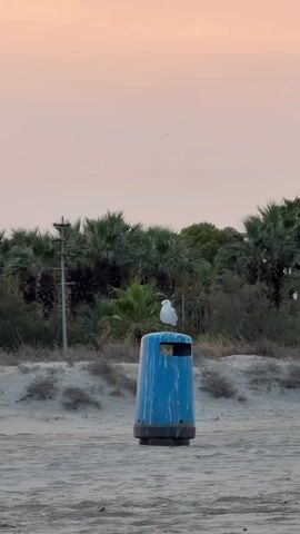 The video shows a medium shot of a blue trash can on a sandy beach. A seagull is perched on top of the trash can. Behind the trash can, there is a line of palm trees and other vegetation, and a pale pink sky is visible in the background. The sand is a light brown color and appears to be wet in some areas. The trash can is cylindrical with a black base and a blue body. It has an opening at the top for trash. The seagull is white with black markings on its wings. The video is static with no movement.