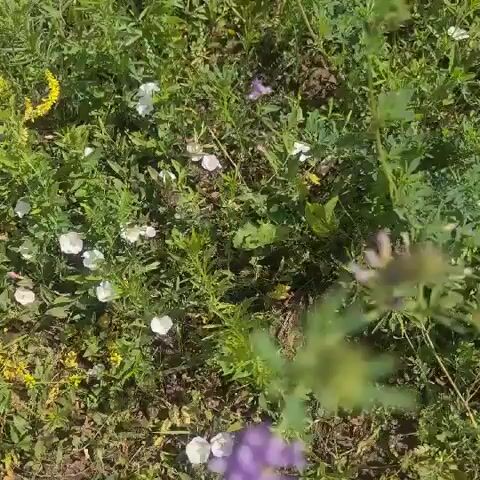This media file is a short video, approximately 5 seconds long, showcasing a patch of wildflowers in Petrovka, Russia. The scene is dominated by vibrant green foliage and a variety of flowering plants. Prominently featured are bright yellow, elongated clusters of flowers, likely Sweet Clover (Melilotus), interspersed with smaller white, trumpet-shaped flowers, possibly Bindweed (Convolvulus). Some blurred purple flowers are also visible, adding further color to the composition. The ground appears to be covered in a mixture of soil and dried grass. The lighting suggests it is daytime, with the sun casting a bright glow on the flowers. The overall impression is one of a natural, sun-drenched meadow, evoking a peaceful and bucolic atmosphere. There is no discernible activity or event taking place beyond the natural beauty of the flora. No people, objects, or text are visible in the frame.