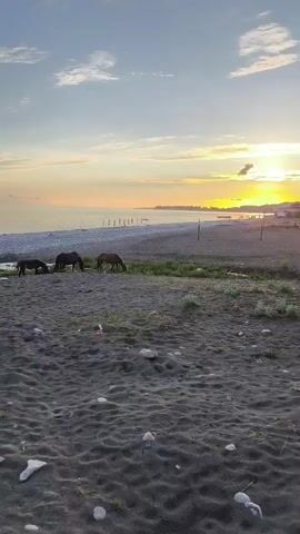 The video shows a tranquil beach scene at sunset. Several horses are grazing near the water's edge. The sky is painted with warm hues of orange and pink, reflecting on the calm sea. The foreground is composed of dark sand with some scattered pebbles and a small bush. The overall atmosphere is peaceful and serene.