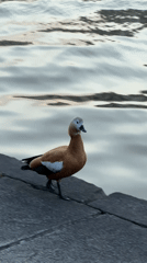 Ruddy shelduck spotted walking along Moscow riverbank walkway