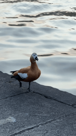 Ruddy shelduck spotted walking along Moscow riverbank walkway