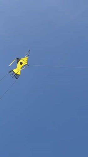 Kite flies in clear morning skies over Peleana