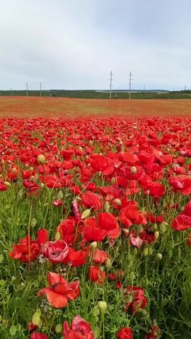 The video captures an expansive, vibrant field of red poppies under a bright, partially cloudy sky. The camera pans slowly across the dense blanket of scarlet blossoms, which stretch to the horizon. Each poppy features bright red petals with dark centers, standing tall amidst lush green foliage and numerous unbloomed buds.

In the distance, the field continues its colorful spread, eventually meeting the hazy horizon where two tall power line towers are faintly visible against the lighter sky. The sky itself is a mix of soft blue and scattered white clouds, indicating clear and pleasant daytime weather. The scene exudes a sense of natural beauty and tranquility, with the gentle camera movement inviting viewers to immerse themselves in the vastness of the floral display. There are no people or discernible text in the video. The location is Железнодорожненское сельское поселение, Ukraine.