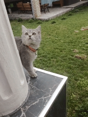 Gray kitten explores marble columns and garden in Tashkent